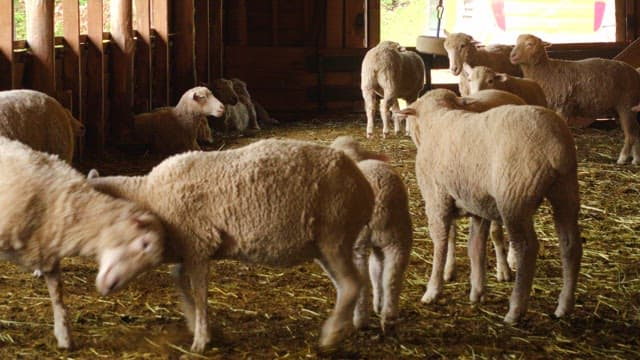 Sheep gathered on a haystack in a wooden barn during the day