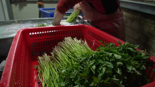 Putting cleanly washed water parsley into a red basket