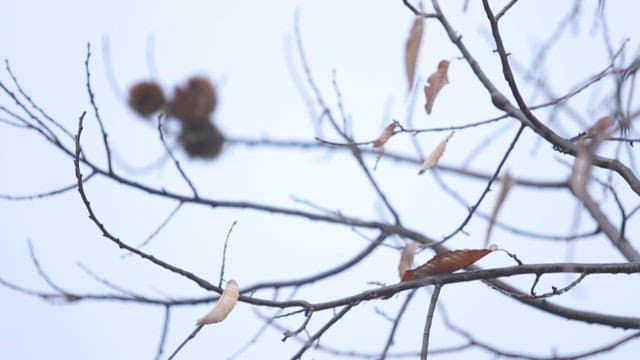 Bare branches with dry leaves and chestnuts