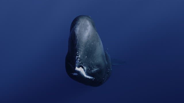 Sperm whale opening its mouth in the deep ocean