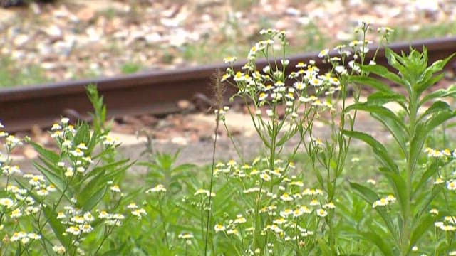 Wildflowers Blooming by Railway Tracks