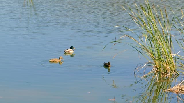 Ducks swimming peacefully with swaying reeds