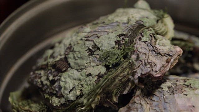 Close-up of the outer surface of fresh oysters in a pan