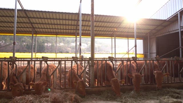 Cows feeding in a sunlit barn