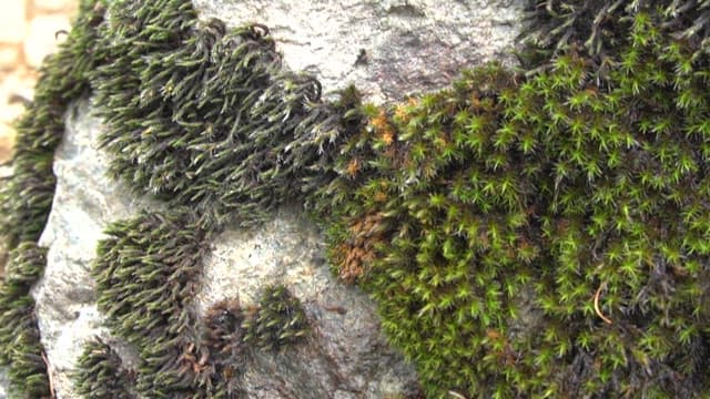 Detailed Texture of Moss on a Rocky Surface