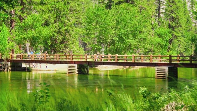 Serene bridge over a lush green river