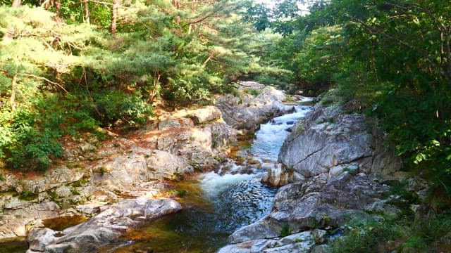 Stream Flowing in a Valley Full of Trees