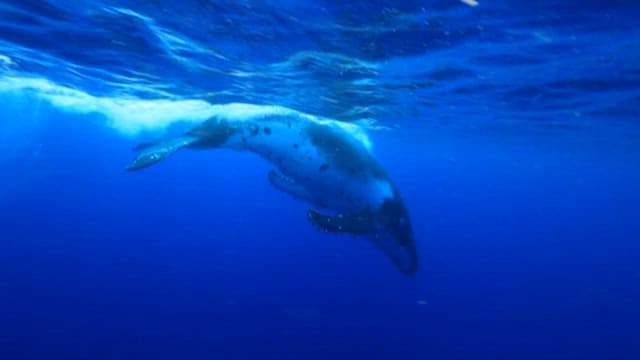 Diver Swimming with a Humpback Whale