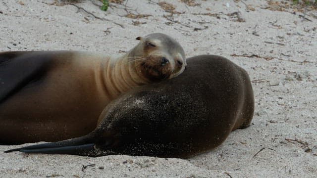 Seal Resting on a Sandy Beach