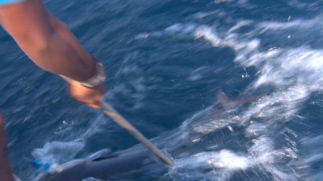 King Mackerel caught while fishing on a sea boat