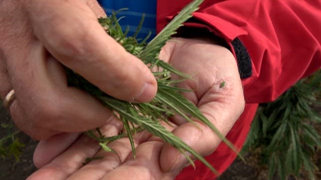 Expert Examining Cannabis Seeds
