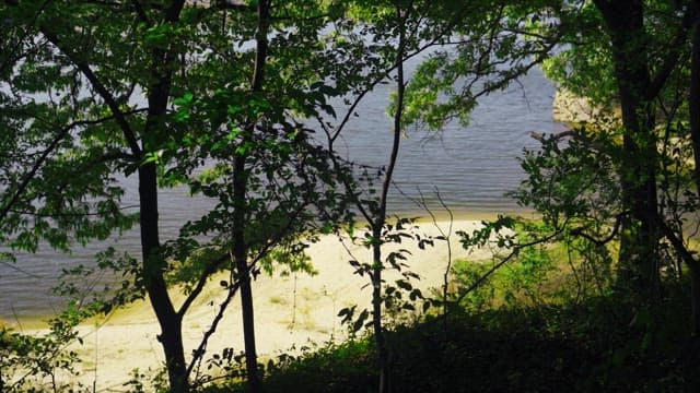 Riverside scenery with sunlight shining through trees in the forest
