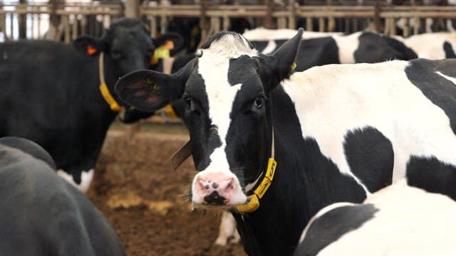 Cows in a barn with identification tags