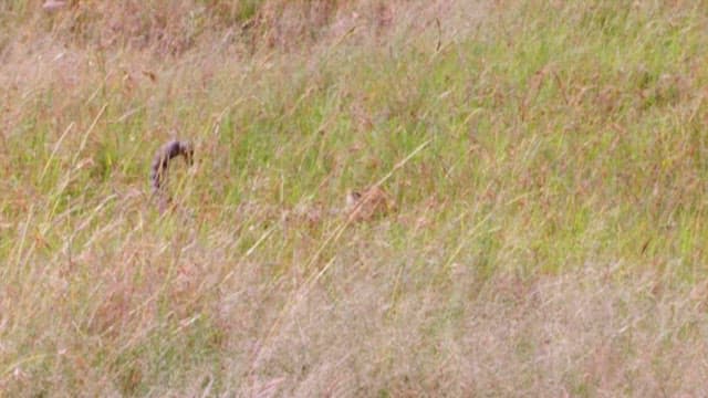 Young Cheetah Roaming in the Grasslands