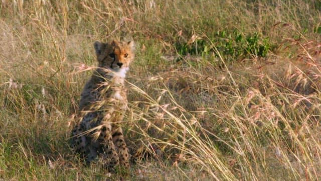 Cheetah Cub Observing in the Grassland