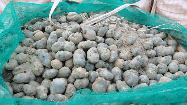 Large bags of harvested potatoes