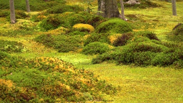 Green bushes in the forest on a sunny day