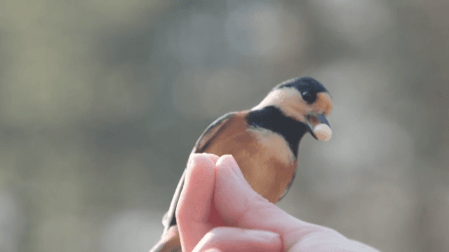 Hand holding a small bird as it takes a seed