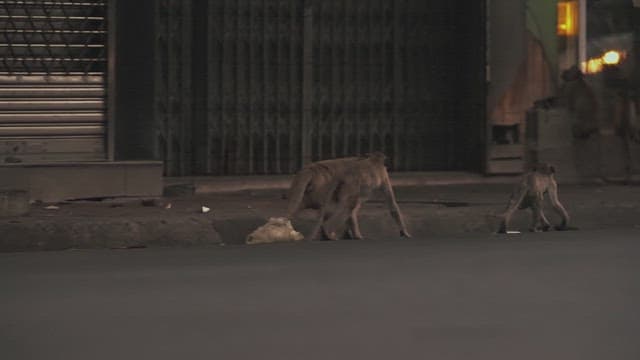Monkeys Walking on the Street at Evening