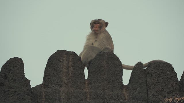 Monkey Sitting on the Rock in Ancient Ruins