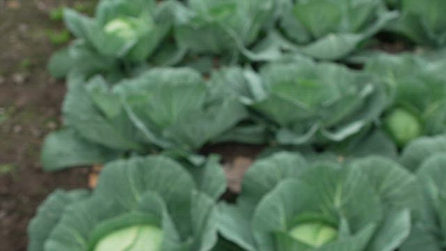 Leafy green and fresh cabbage plant growing in a garden
