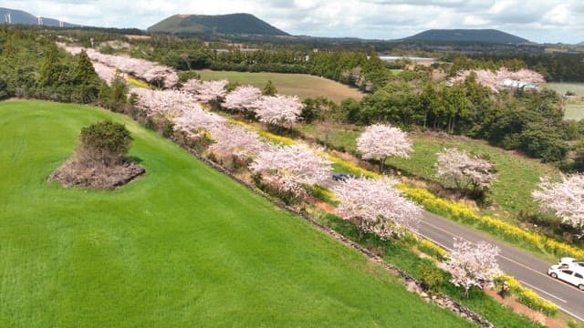 Scenic road lined with cherry blossoms