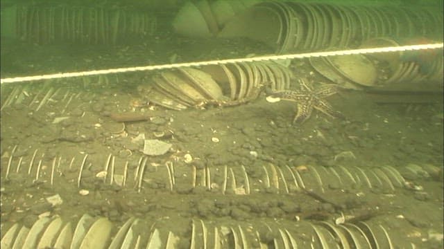Underwater view of marine life and debris