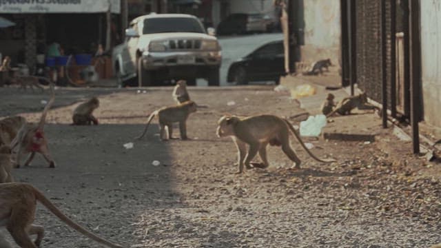 Monkeys in an Alley with Cars Passing by