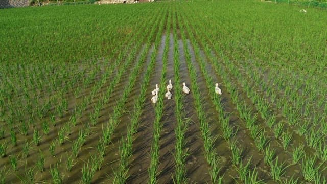 Ducks Wading Through Rice Paddy
