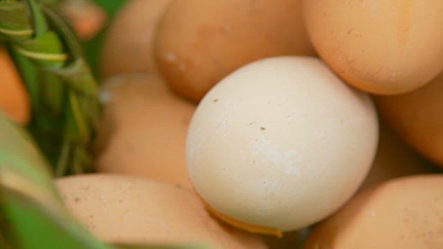 Fresh megapode eggs in a basket with green leaves