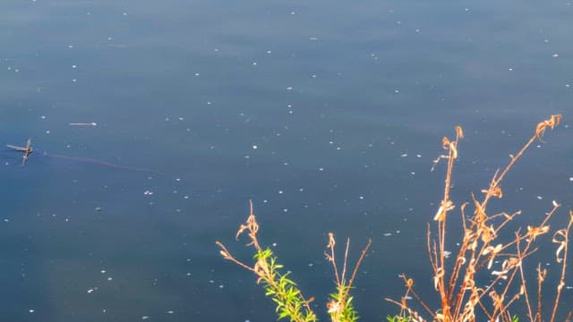 Calm river with floating debris