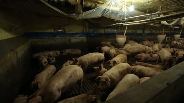 pigs in a dimly lit indoor farm