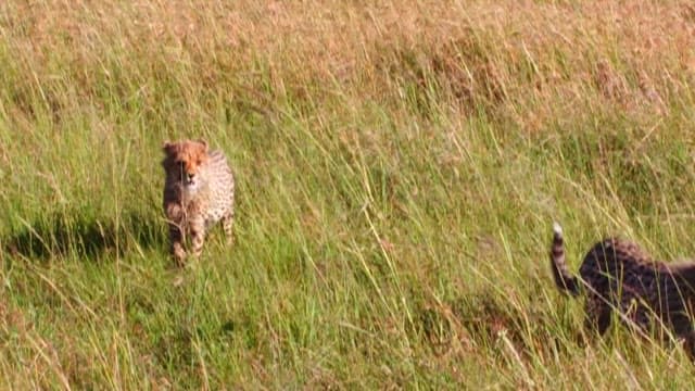 Two cheetahs playing in the grass