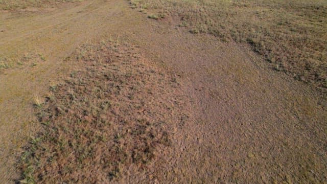 Herd of Sheep Grazing Near Water Body