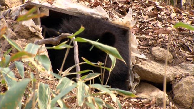 Black bear peeking from a wooden den