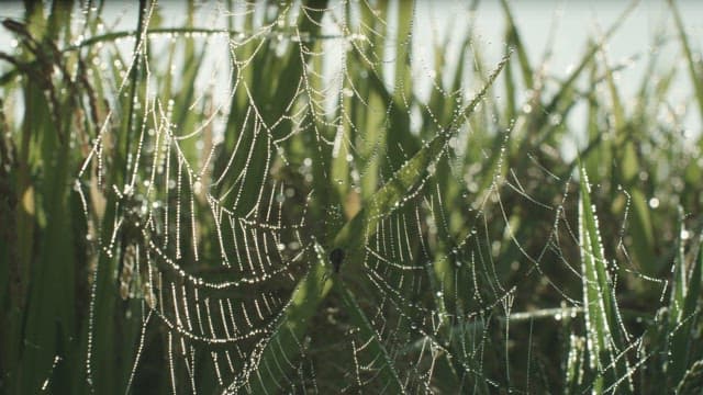 Dewdrops Glistening on a Spider Web at Early Morning