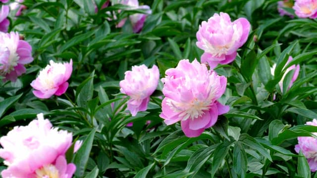 Pink peonies blooming in a lush garden