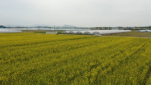 Serene Field of  Yellow Canola Flowers Next to the Greenhouse
