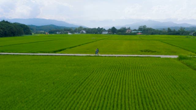 Serene Walk Through Lush Green Rice Fields