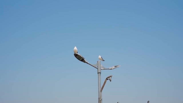 Seagulls Perched on Street Lamps