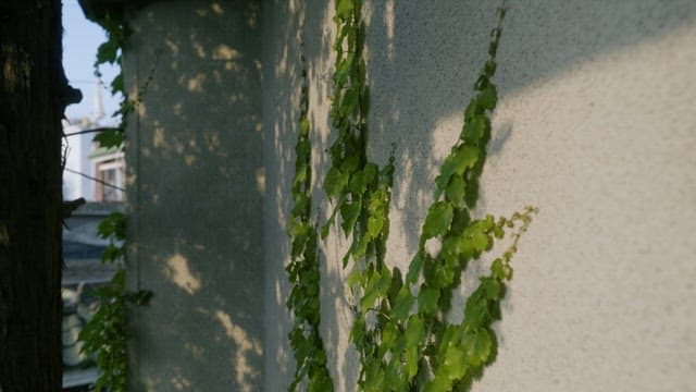Verdant Ivy Climbing on a Sunlit Urban Wall