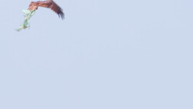 Eagle flying with a piece of plastic against the clear sky.