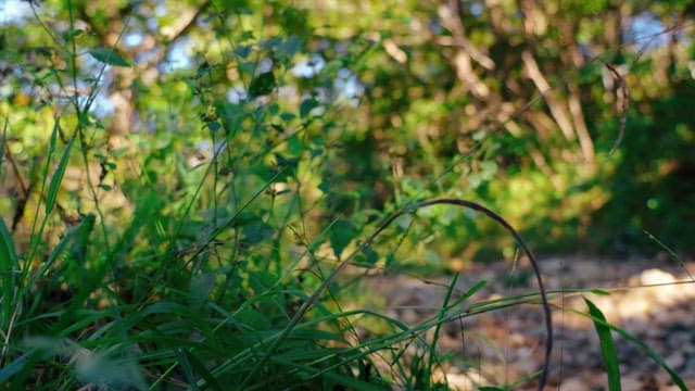 Peaceful forest path on a rocky path filled with leaves