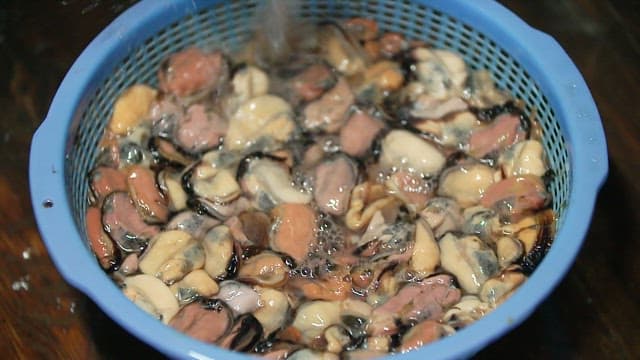 Washing and straining mussel meat in a blue colander