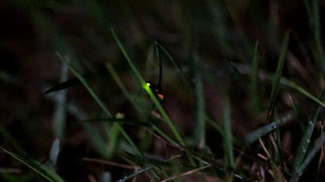 Firefly Glowing in the Nighttime Grass