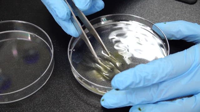 Gloves holding tweezers with specimen in lab