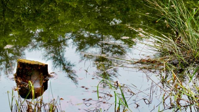 Bushes and trees reflected in a calm pond