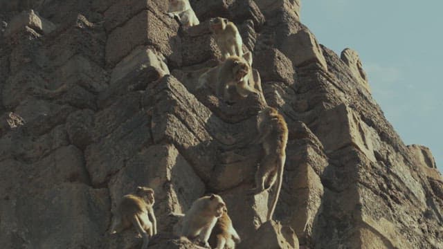 Monkeys Playing on Ancient Stone Ruins