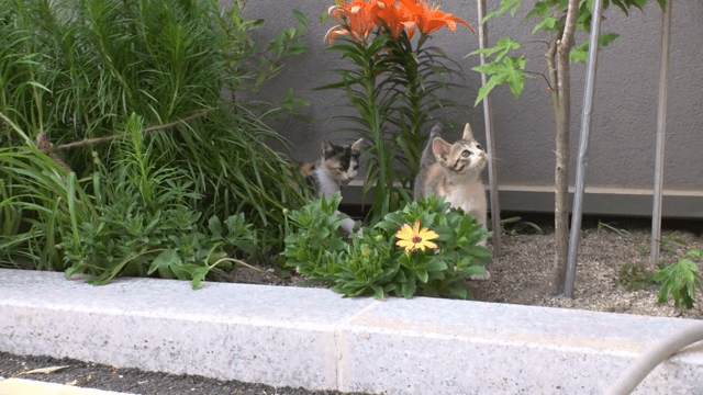Two kittens playing in a garden with flowers