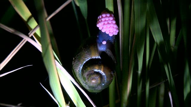 Freshwater snail laying eggs on green leaves at night